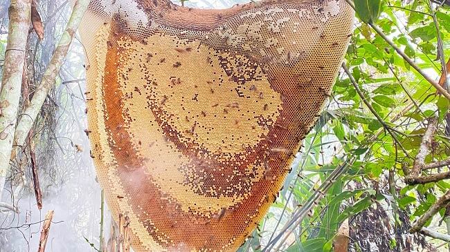 Mật ong rừng có tác dụng gì