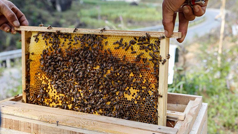Mật ong nuôi có tốt không